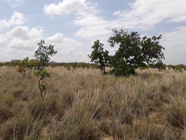 Fazenda com 4300 hectares no Bonfim, ler descrição do anuncio - Foto 3