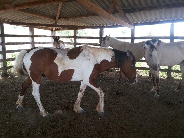 Fazenda 172 tarefas de terra com sede para criaçao de gado e cavalo e plantaçao - Foto 7