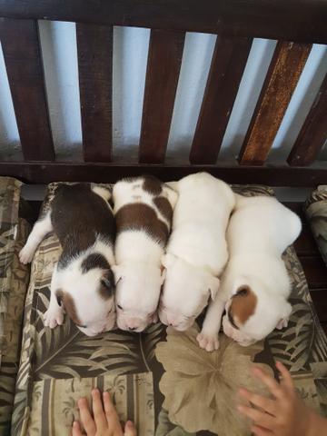 Filhotes Bulldog Inglês - Foto 2