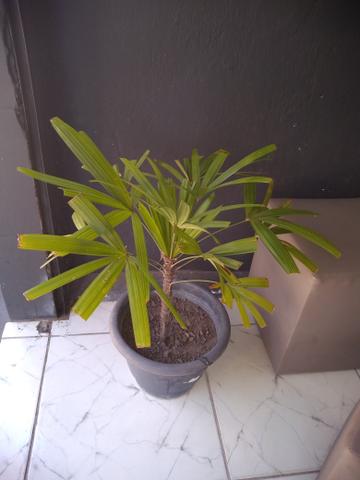 Plantas - Foto 3