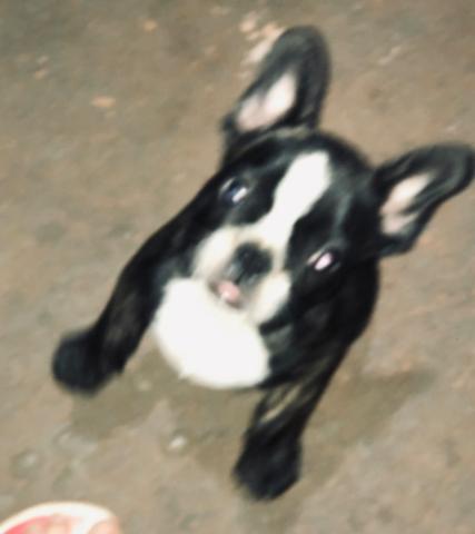 Bulldog Frances macho 75 dias - Foto 2