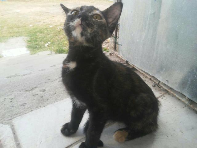 Gato para adoção - Foto 2