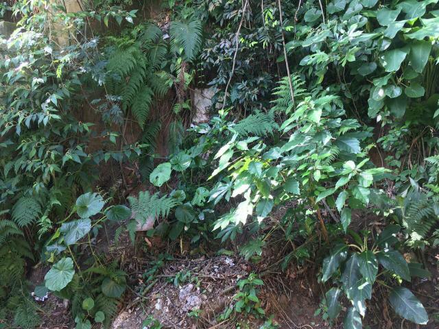 jardinagem - Foto 3