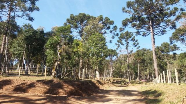 Terreno em Avenquiha - Campo Alegre, 30.000 m.² - Foto 4