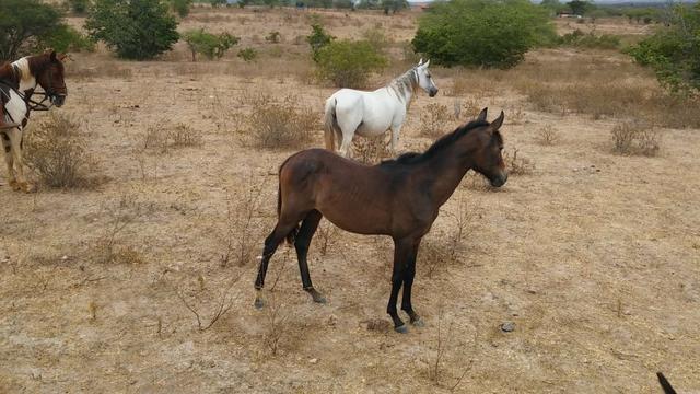 Cavalo pordinho - Foto 2