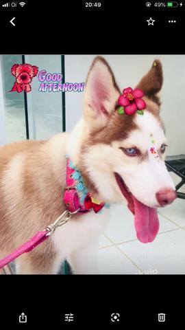 Vende-se linda husky siberiano - Foto 5