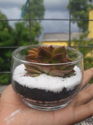 Cactos e suculentas - Foto 4