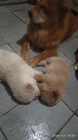 Lindos filhotes de chouchou disponível macho e fêmea - Foto 4