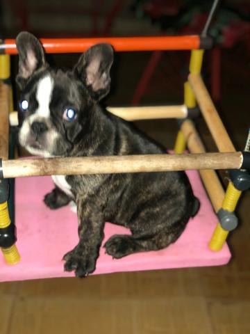Bulldog Frances macho 75 dias