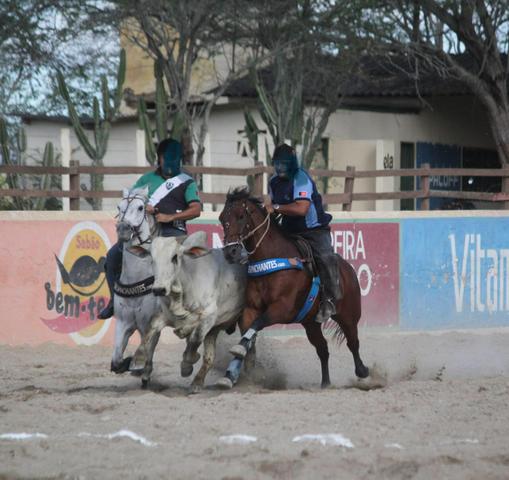 Cavalo de esteira - Foto 3