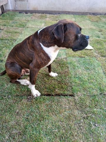 Boxer ( Cobertura) - Foto 2