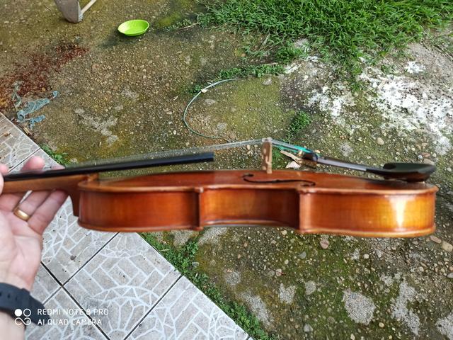 Violino europeu - Foto 5