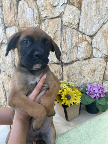 Boxer macho a pronta entrega - Foto 2