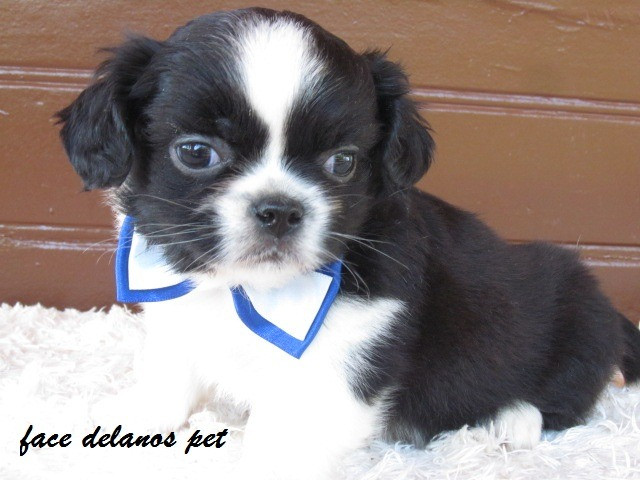 Spaniel tibetanos bebes delanos pet pronta entrega procedência unica !