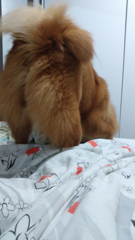 Chow Chow Macho/ Cruzar - Foto 3