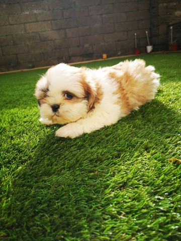 Peludos e Cheirosos!! Shih tzu com Garantia