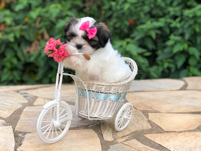 Fêmea de Shih Tzu Mini alto Padrão - Foto 3