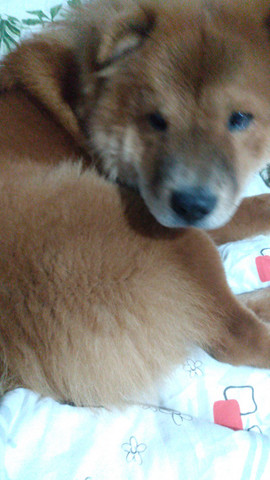 Chow Chow Macho/ Cruzar