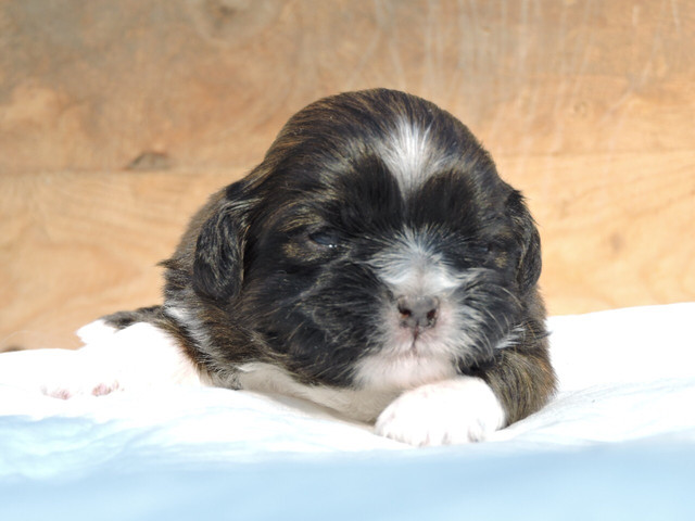 Shih Tzu para Reserva Pedigree Linh. Fígado