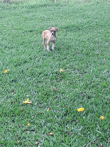 Vendo casal de boxer - Foto 4