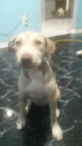 Pitbull apbt - Foto 4