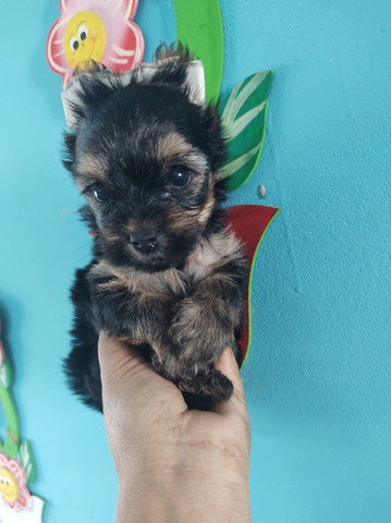 Yorkshire terrier - Foto 6
