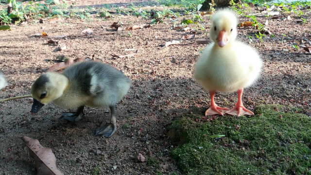 Gansos Bebezinhos Fofos - Foto 4