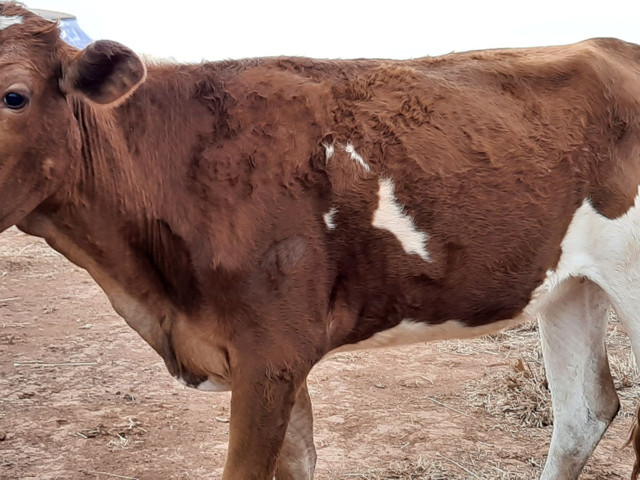 Novilhas 3/4 - Foto 4