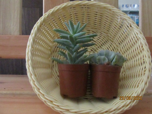 Mudas De Suculentas - Foto 2