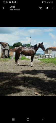 Cavalo mangalarga macha picada... - Foto 4