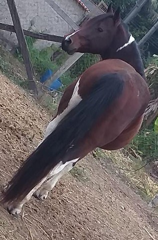 Garanhão Paint Horse à venda 