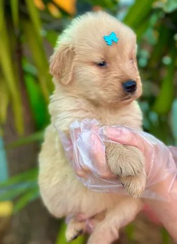 Tradução do amor! ♥️ #amor #goldenretriever #cachorro #fy