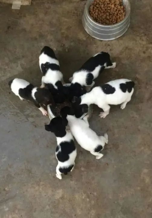 Vendo filhotes de Fox Paulistinha fêmea e macho  - Foto 2