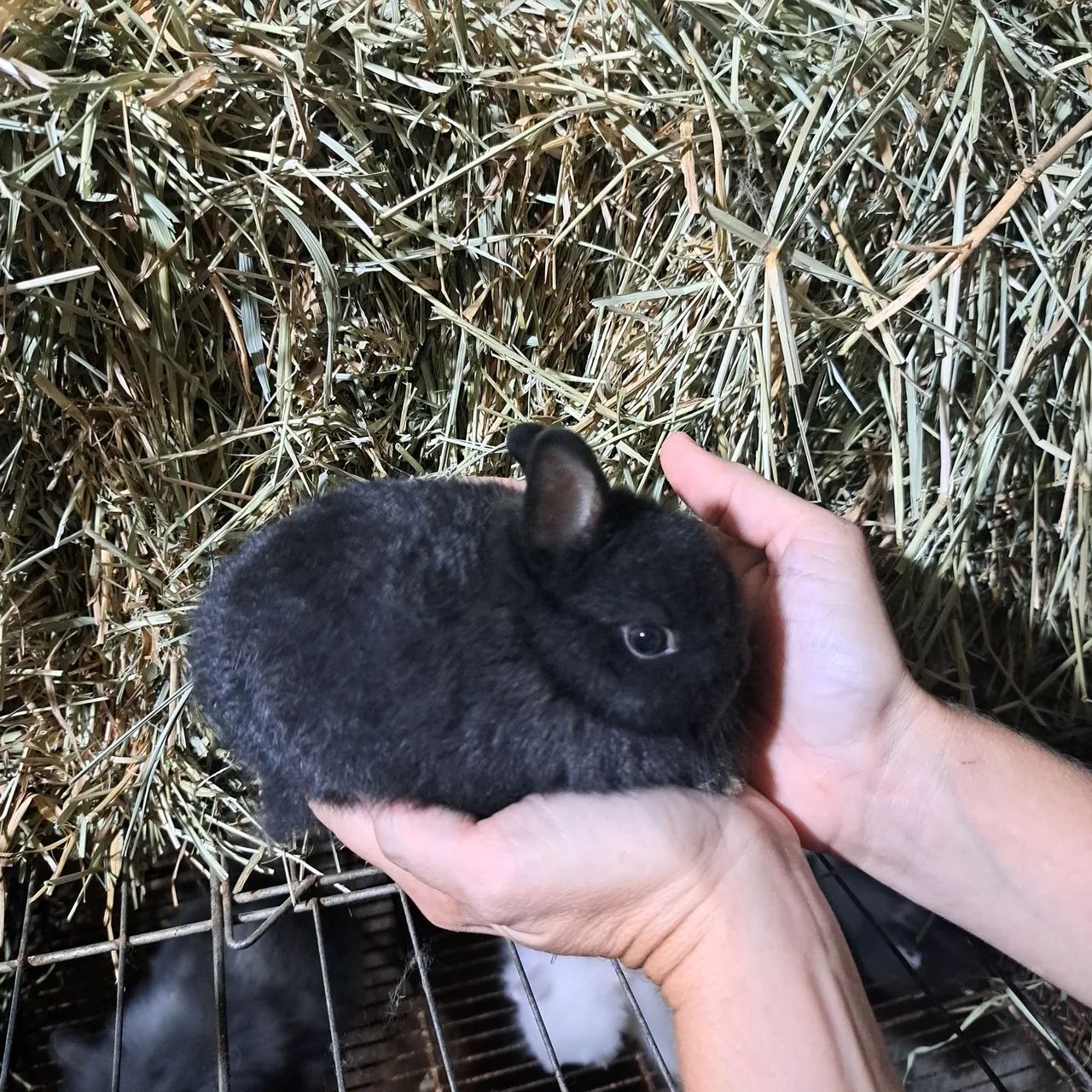 Filhotinhos de coelho anão  - Foto 3