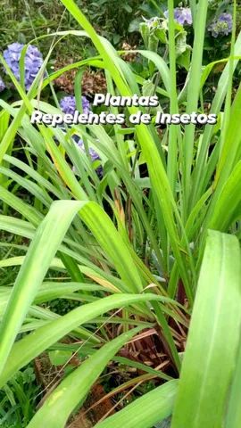 MUDAS DE CITRONELA  - Foto 2