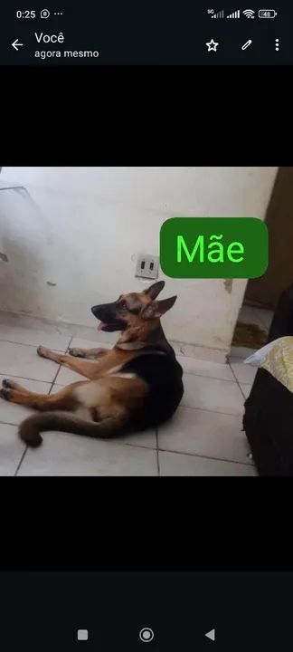 Pastor alemão capa preta