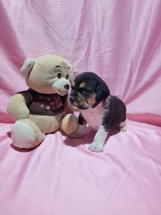 Beagle, Macho e Fêmea. Entrego/Parcelo 12x, Chama no whats! 