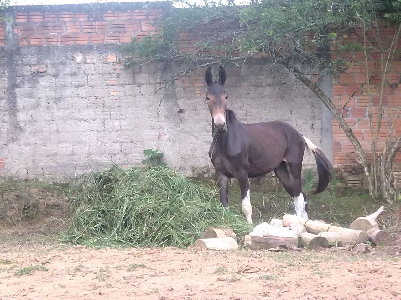 Burro castrado em ponto de doma 3 anos  - Foto 3