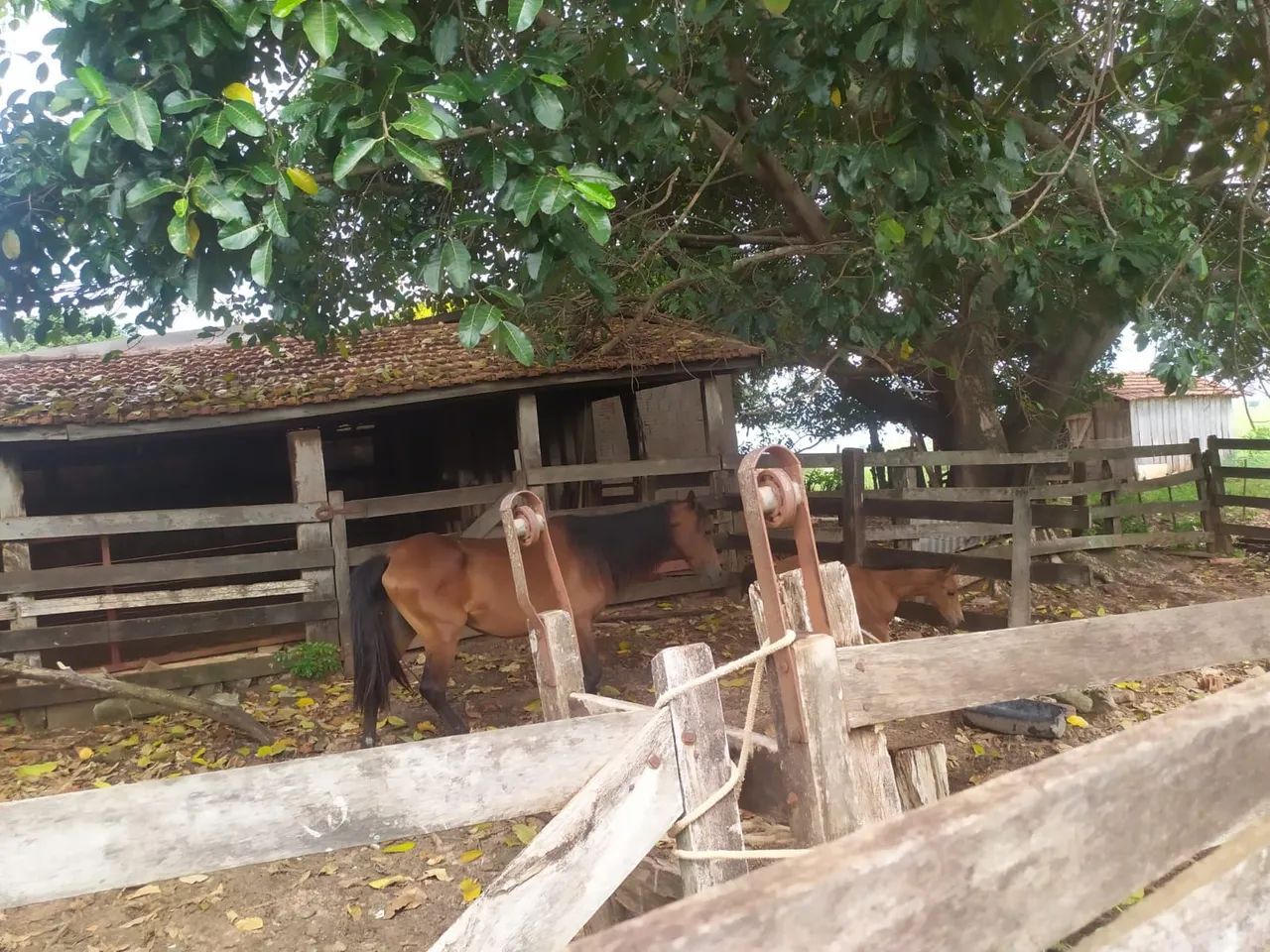 Égua Parida - Foto 6
