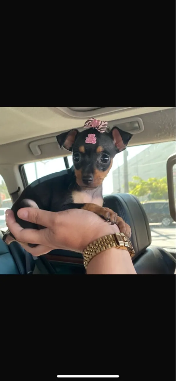 Você encontra os mais lindos aqui! Confere! Várias raças