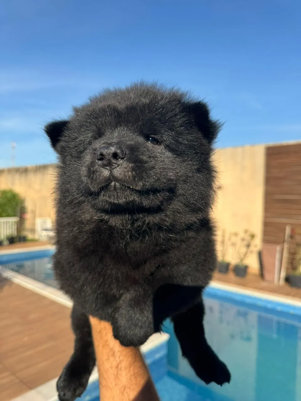FILHOTES DE CHOW CHOW DISPONÍVEIS