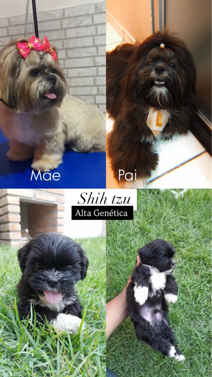Shih tzu