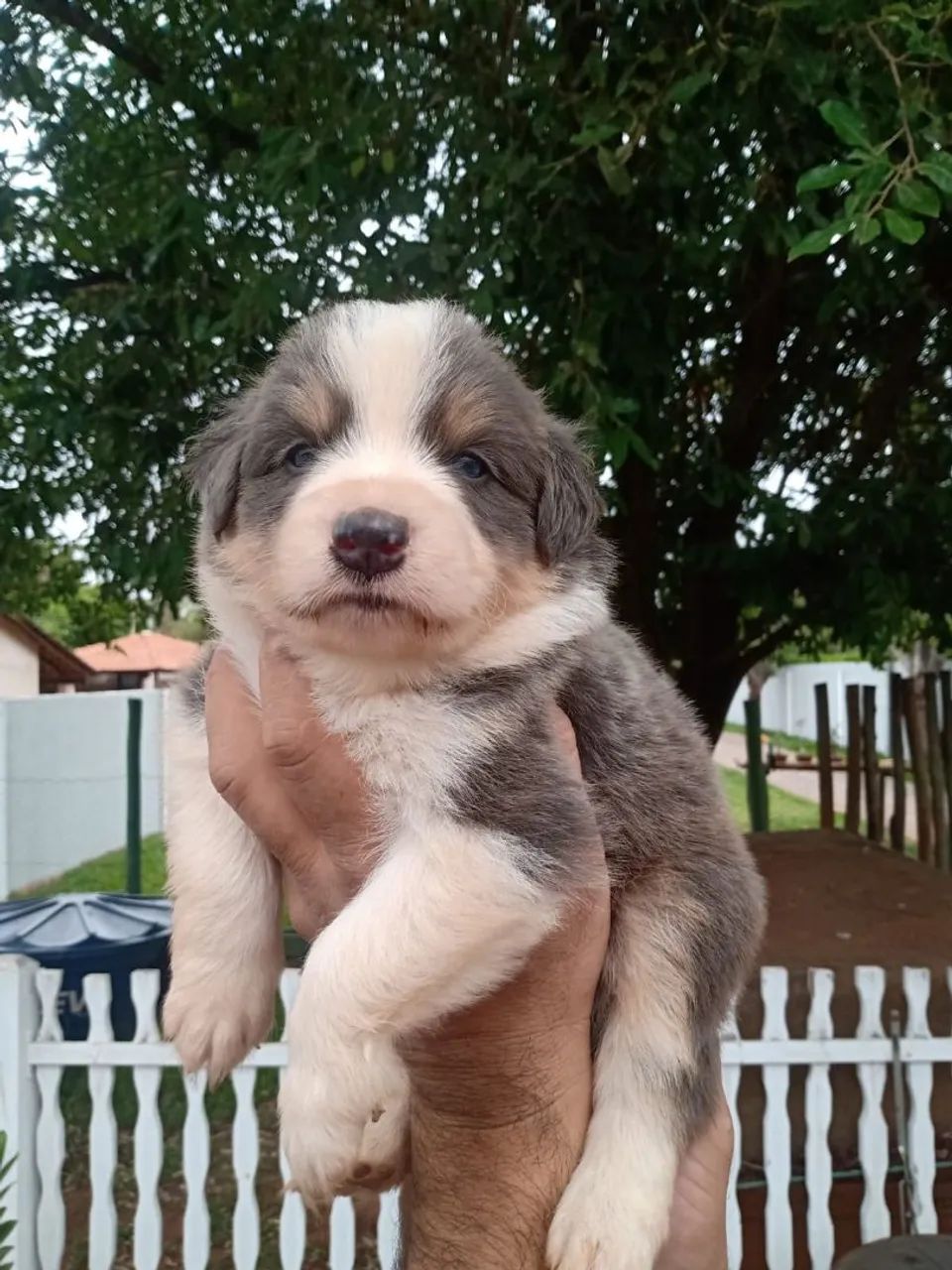 Border Collie  - Foto 2