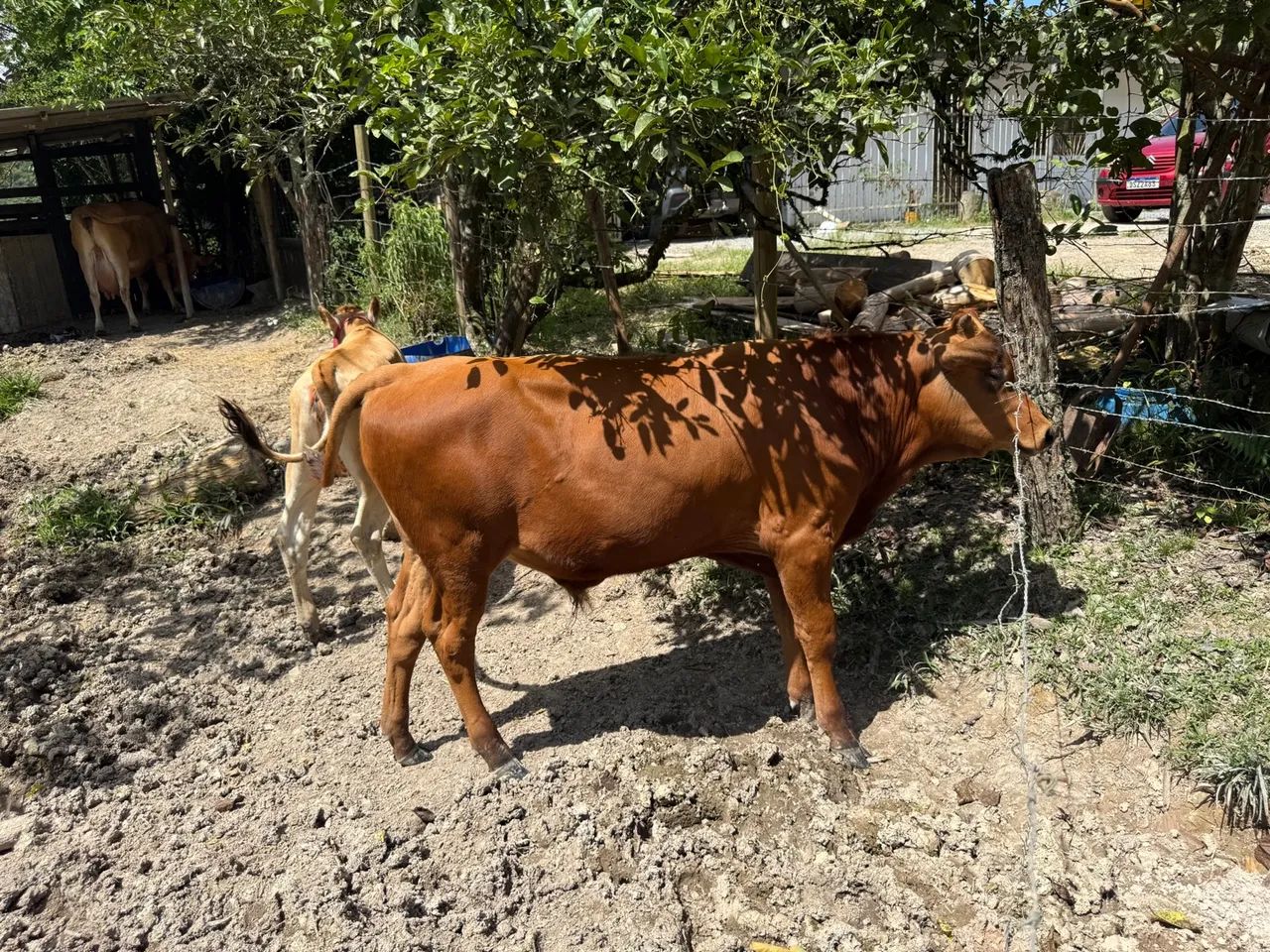 Bezerro/Terneiro Macho - Foto 2