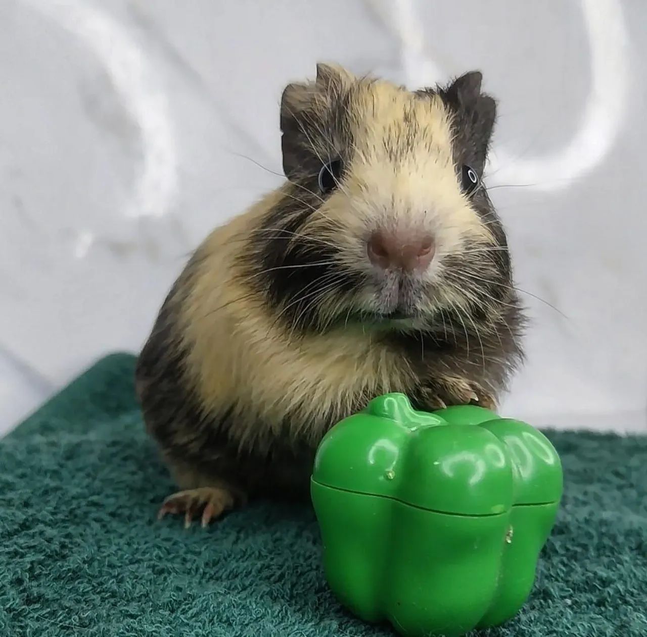 Porquinho da Índia fofinho