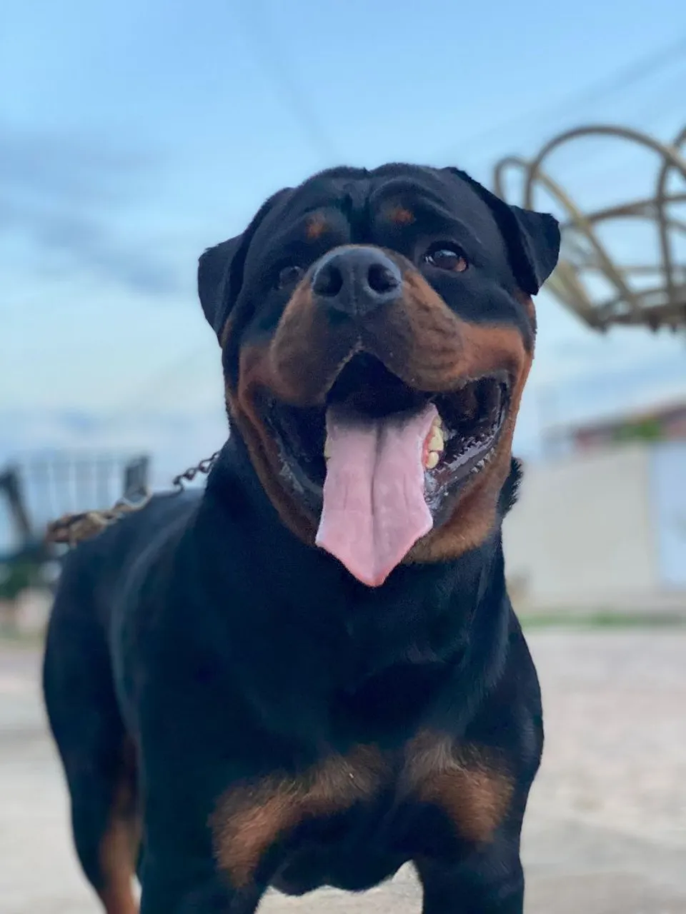 Rottweiler Macho para cobertura
