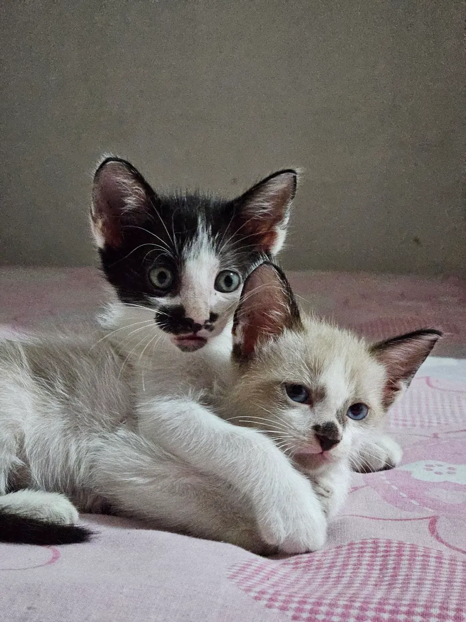Gatinha disponível para adoção