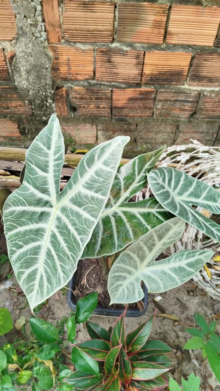 Planta Alocasia Polly com folhas incríveis - Foto 3