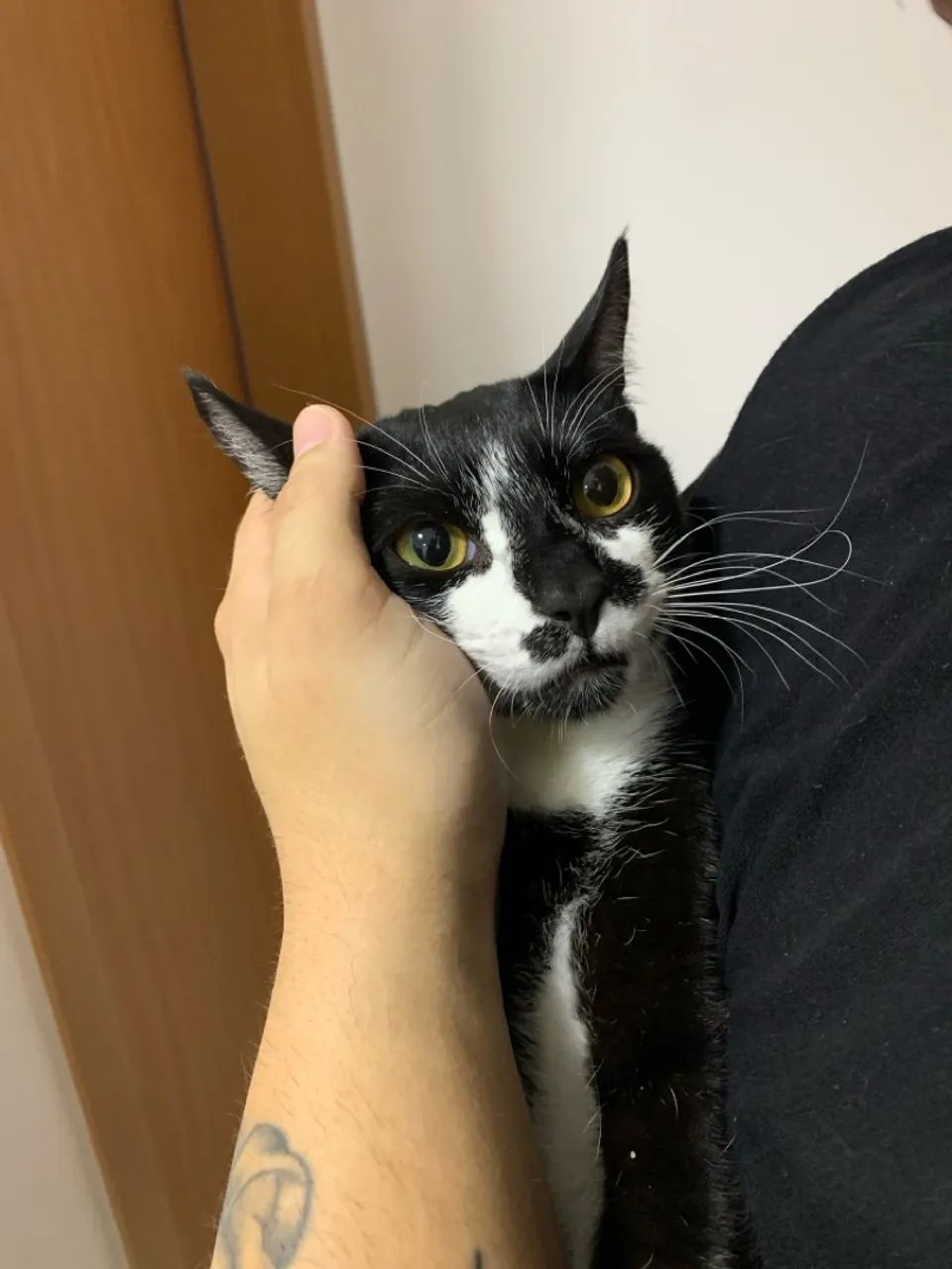 Gatinho preto e branco