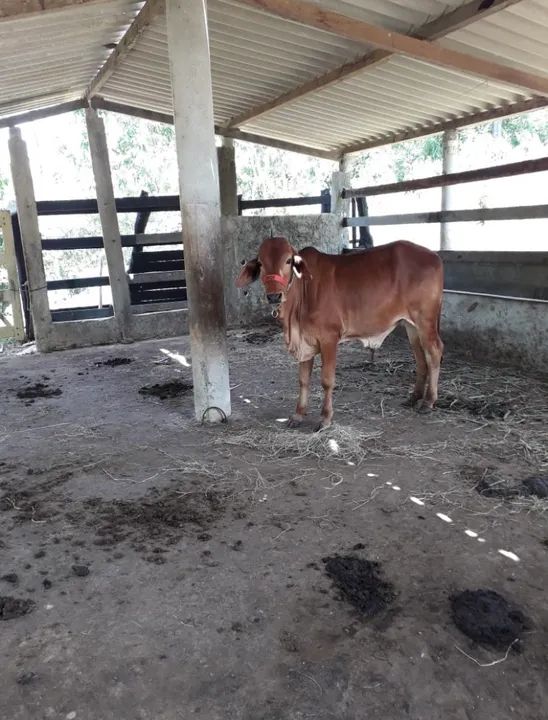 Sítio em coqueiro de AREMBEPE  - Foto 3